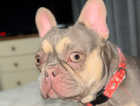 14 month old french bulldog