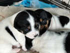 3 jack Russell puppies for sale