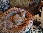 Missing little tabby female cat