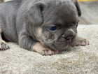 Kc registered French Bulldog puppies