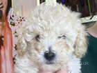 Toy poodle pups for sale