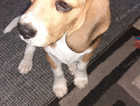 Beagle puppy