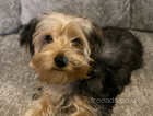Beautiful yorkie boy waiting for forever home