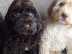 Apricot and chocolate puppy's available