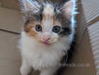 Calico kitten looking for new home