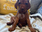Gorgeous puppies for sale ( boys £1,000 & girls £1,100