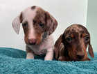 COLOUR VERY RARE 3 miniature dachshund puppies