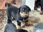 Chunky Rottweiler puppies