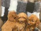 Cockapoo F1B Puppies