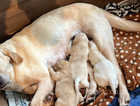 Stunning litter of home reared Labrador Retriever Puppies