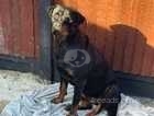 Beautiful girl Rottweiler puppy ready to go! Both vaccinations been done now so literally waiting on her forever home