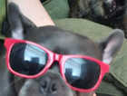 French bull dog bitch