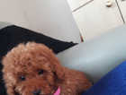 Beautiful red toy poodle puppies