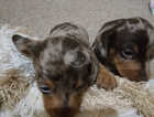 Chocolate dale dachshund puppies