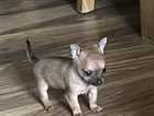 Very small Chihuahua pup