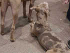 Staffordshire Bull Terrier Cross puppies