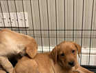 Fox red and yellow labradors pups