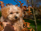 RARE IN UK - REAL TEACUP MALTIPOO - HEALTH TESTED