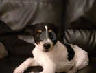Lovely boy parson jack Russell