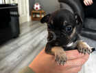 Beautiful French bulldogs for sale, 3 special girls  all speciala quad carrying kc mum and dad ,