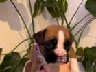 KC Registered BOXER puppies