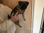 1 Male and 1 female pug puppies for sale