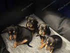 Miniature pinscher doberman pups