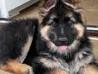 Long Haired Female German Shepard Puppy