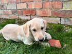 Beautiful Labrador puppies for sale