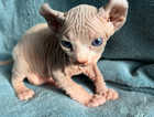 Dwelf and Elf Sphynx Kittens, Ready Now