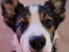 Gorgeous Border Collie 7 mth old