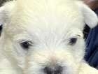 Westie puppy for sale