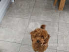6 month old cavapoo