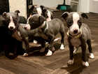 Stunning kc registered whippet puppies