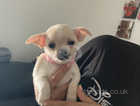 2 chihuahua pupies available