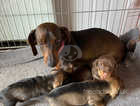 3 beautiful dachshund boys forsale