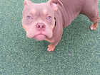 American pocket bully female 5 months old £700