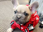 Reduced!! French bulldog puppies