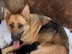 Beautiful  German Shepherds Puppies