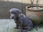 SILVER LABRADORS Born on 13th OF MARCH   KC  REG ECT