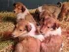 Rough Collie (Lassie) Pups