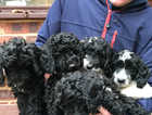 5 ADORABLE F1B SPROODLE PUPPIES FOR SALE!