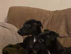 Gorgeous black whippet puppies!