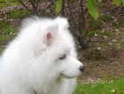 Kc Registered Samoyed puppies with champ bloodline