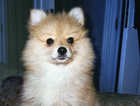 Roxy Pomeranian pup