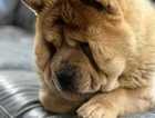 Pedigree Chow-Chow Puppy For Sale