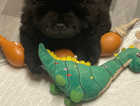 KC registered chow chow puppie for sale