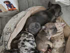 7 week old french bulldog puppies