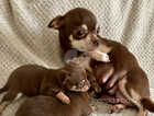 Chocolate Chihuahua puppies