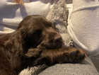 Beautiful Cocker Spaniel Puppies 1 girl remaining READY NOW